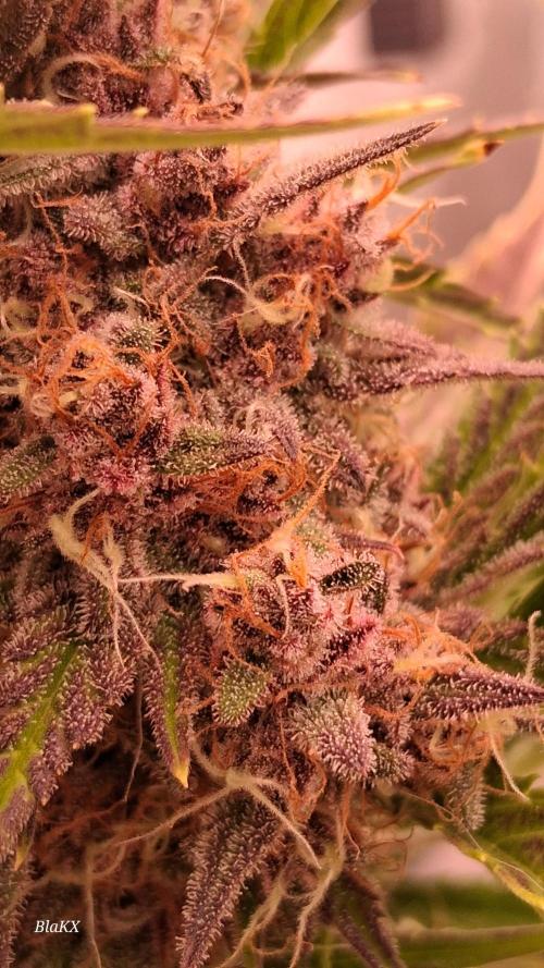 Banana Purpel Punsh Organisch mit EPN. Week 8