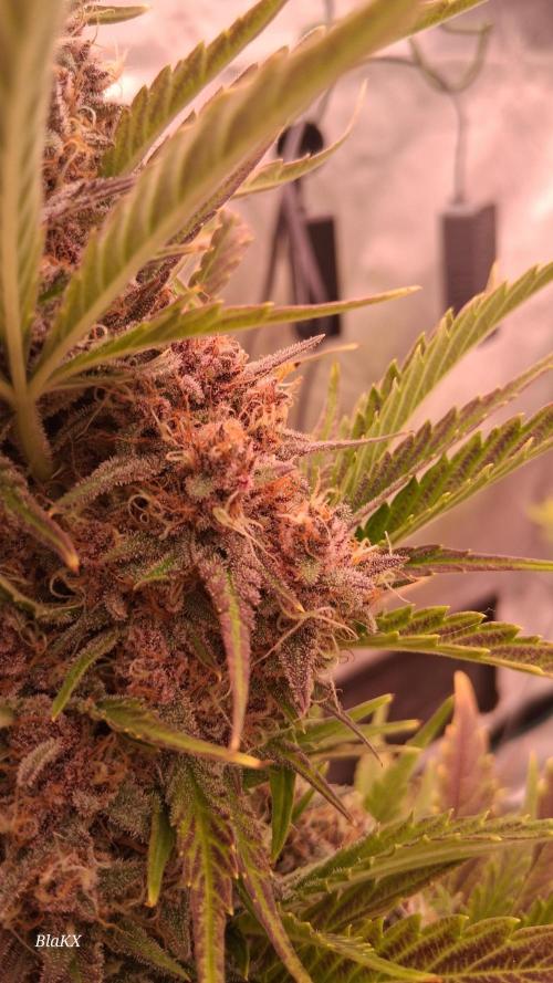 Banana Purpel Punsh Organisch mit EPN. Week 8