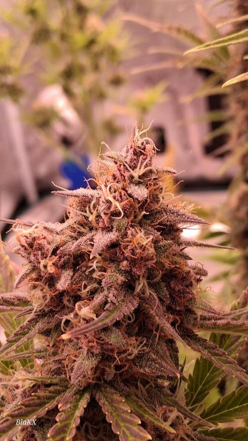 Banana Purpel Punsh Organisch mit EPN. Week 8