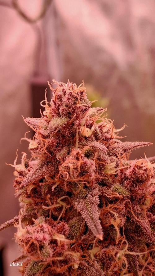 Banana Purpel Punsh Organisch mit EPN. Week 8