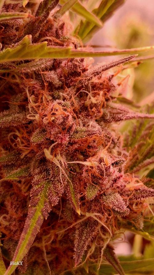 Banana Purpel Punsh Organisch mit EPN. Week 8