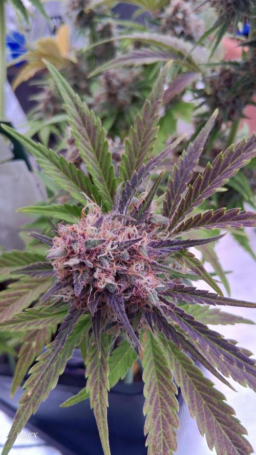 Banana Purpel Punsh Organisch mit EPN. Week 8