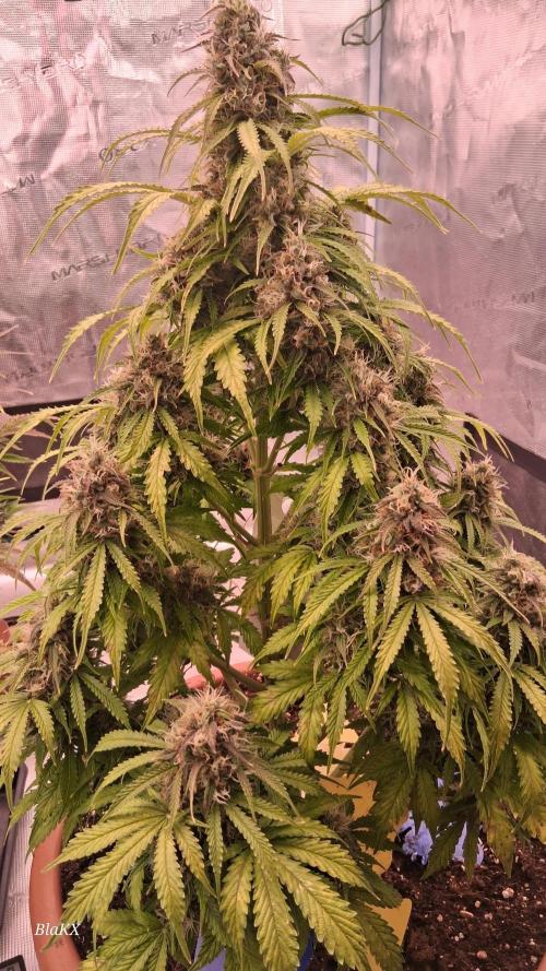 Auto BlaKX Opium. Week 10