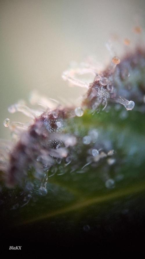 Auto BlaKX Opium. Week 10