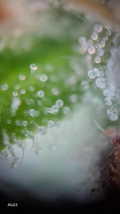 Auto BlaKX Opium. Week 10