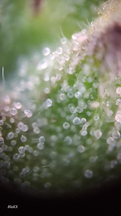 Auto BlaKX Opium. Week 10