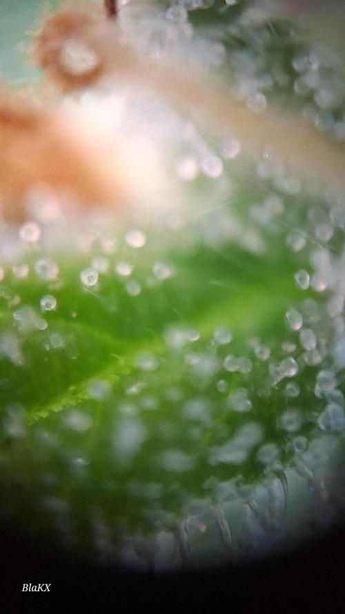 Auto BlaKX Opium. Week 10