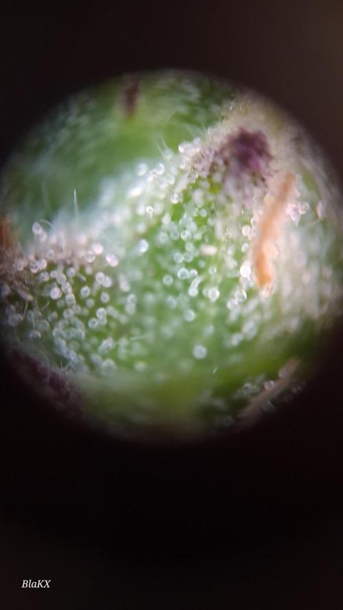 Auto BlaKX Opium. Week 10