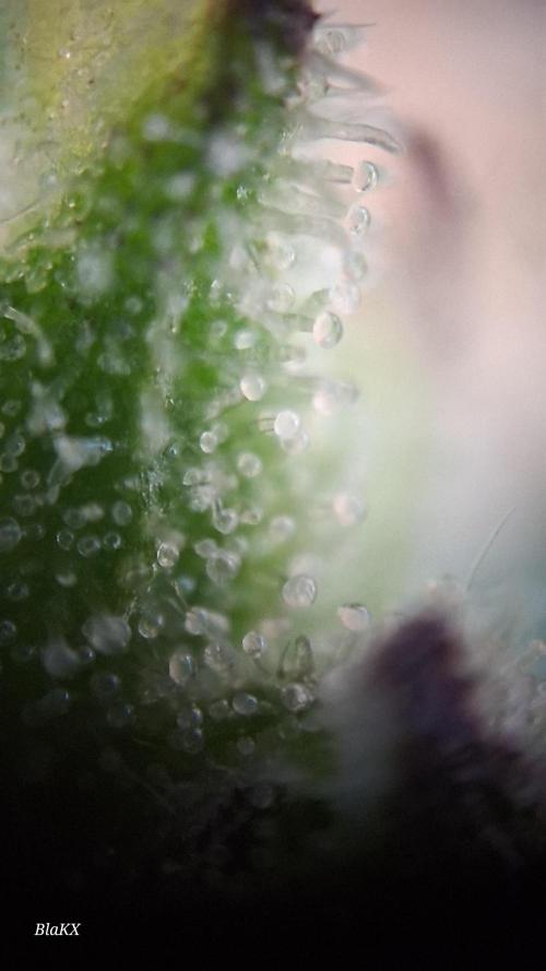 Auto BlaKX Opium. Week 10