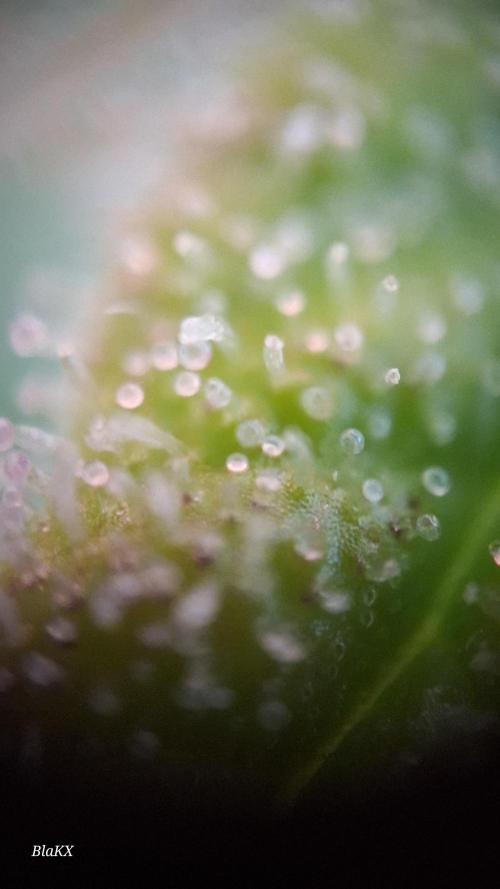 Auto BlaKX Opium. Week 10