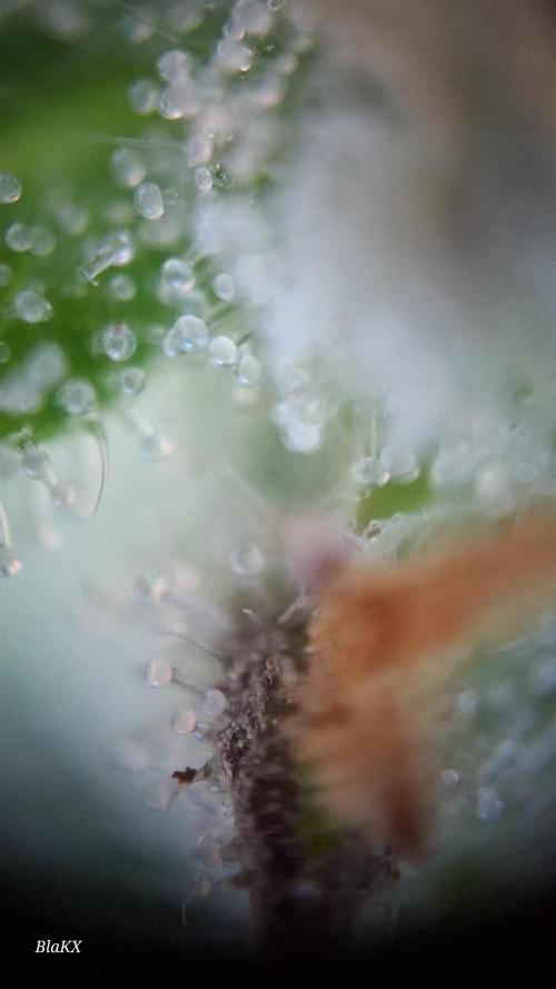 Auto BlaKX Opium. Week 10