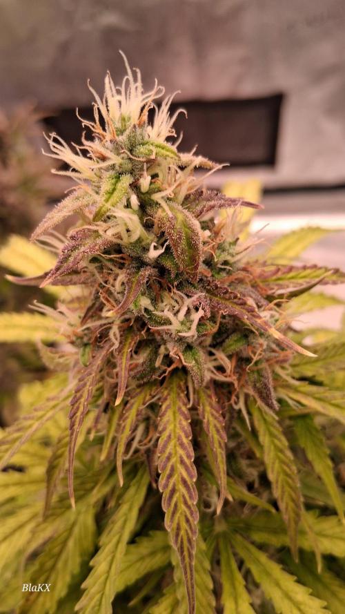 Auto BlaKX Opium. Week 10