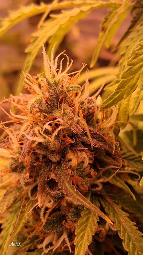 Auto BlaKX Opium. Week 10