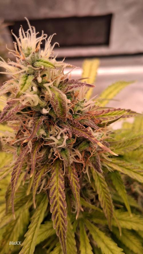 Auto BlaKX Opium. Week 10