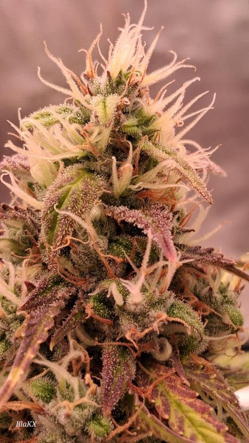 Auto BlaKX Opium. Week 10