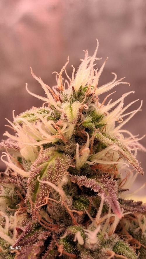 Auto BlaKX Opium. Week 10