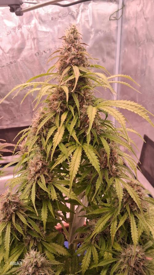 Auto BlaKX Opium. Week 10