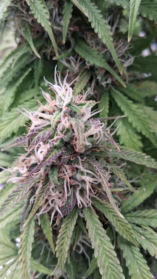 Auto BlaKX Opium. Week 10