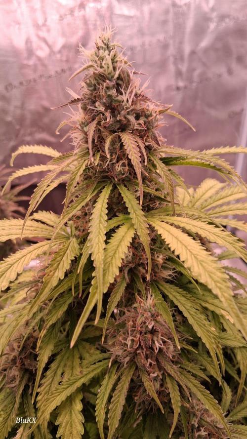 Auto BlaKX Opium. Week 10