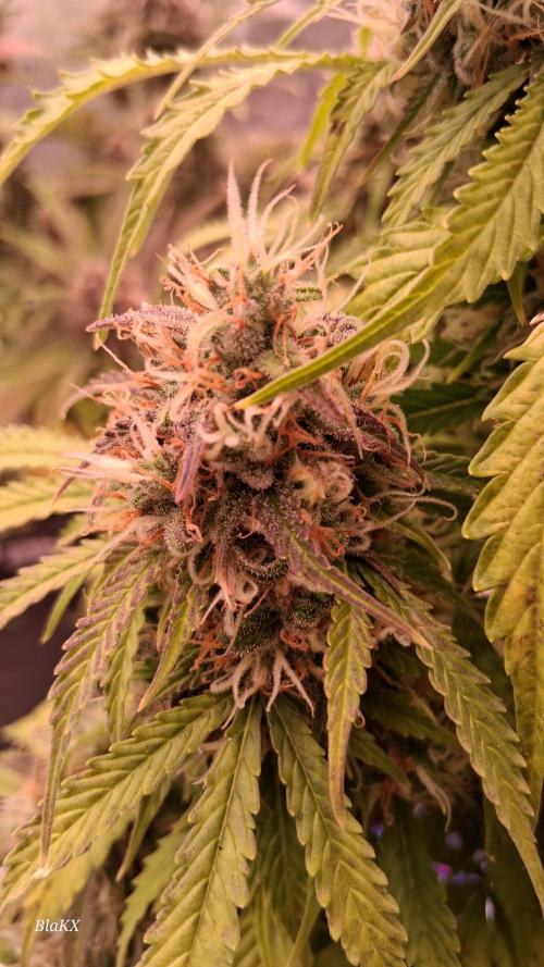 Auto BlaKX Opium. Week 10