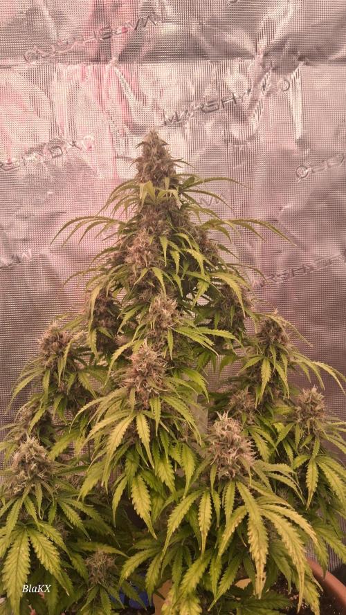 Auto BlaKX Opium. Week 10