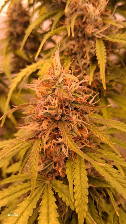 Auto BlaKX Opium. Week 10