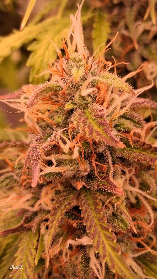 Auto BlaKX Opium. Week 10