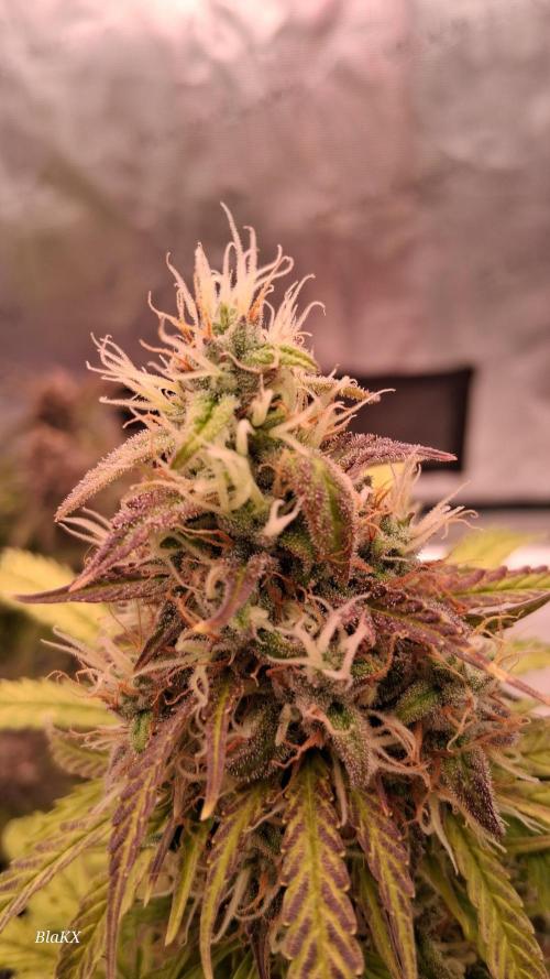 Auto BlaKX Opium. Week 10