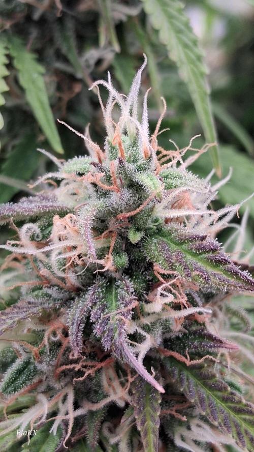 Auto BlaKX Opium. Week 10