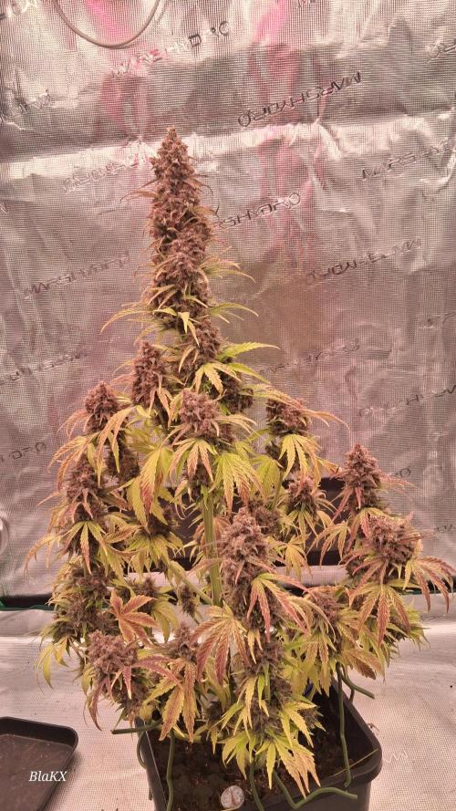 Banana Purpel Punsh Organisch mit EPN. Week 9