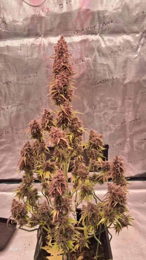 Banana Purpel Punsh Organisch mit EPN. Week 9