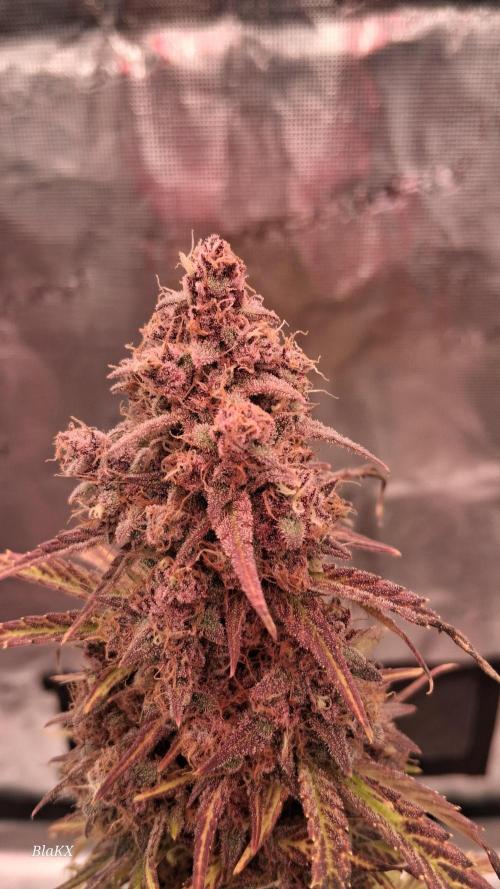 Banana Purpel Punsh Organisch mit EPN. Week 9