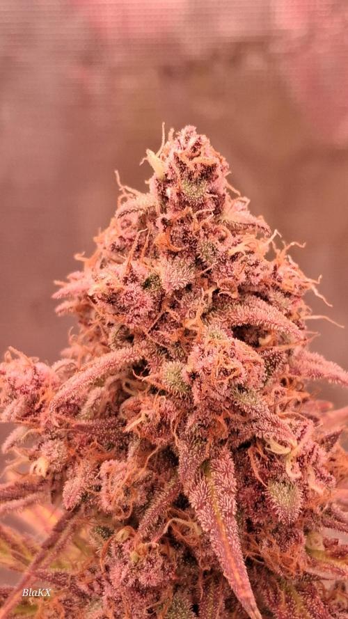 Banana Purpel Punsh Organisch mit EPN. Week 9