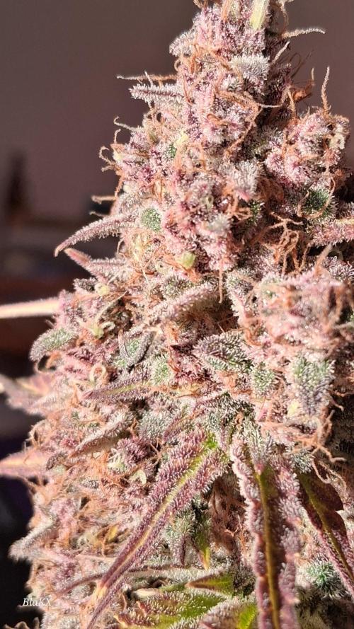 Banana Purpel Punsh Organisch mit EPN. Week 9