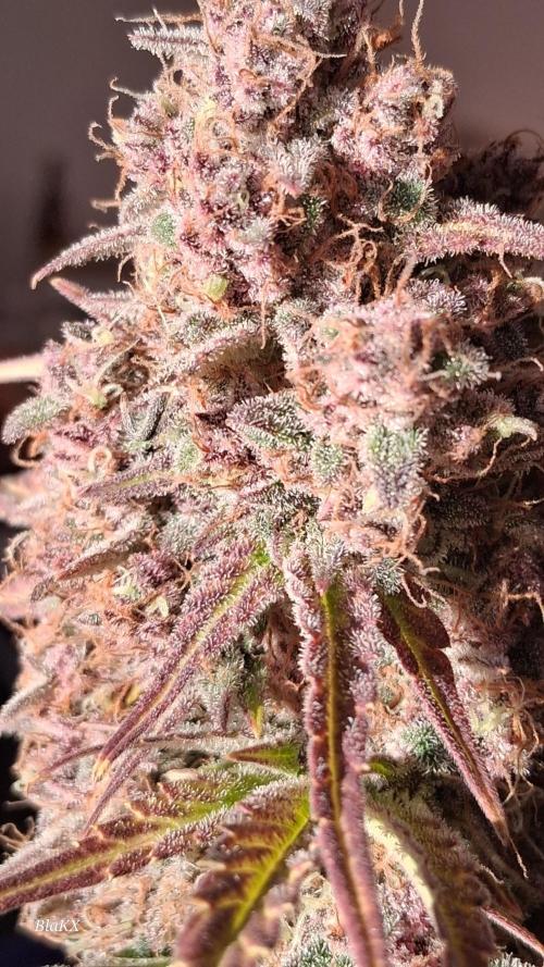 Banana Purpel Punsh Organisch mit EPN. Week 9