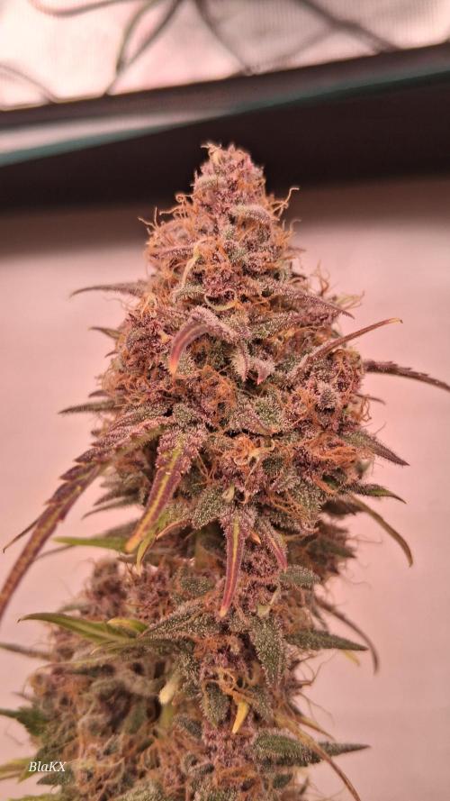 Banana Purpel Punsh Organisch mit EPN. Week 9