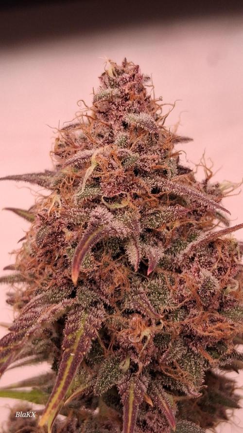 Banana Purpel Punsh Organisch mit EPN. Week 9