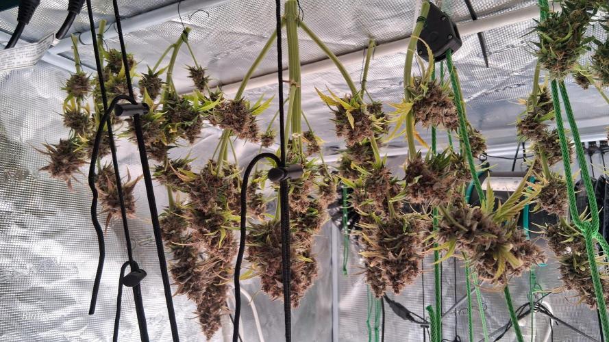 Banana Purpel Punsh Organisch mit EPN. Week 9