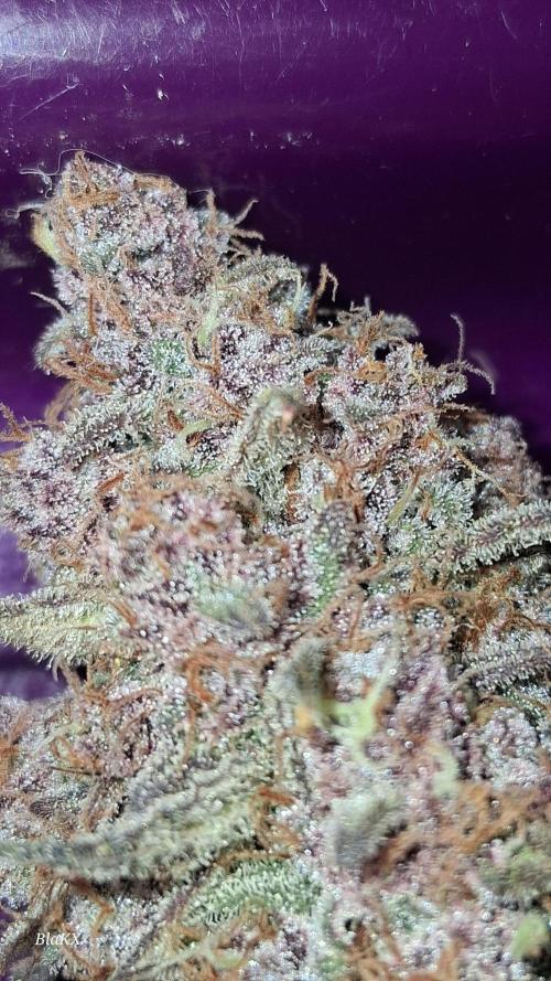 Banana Purpel Punsh Organisch mit EPN. Week 9