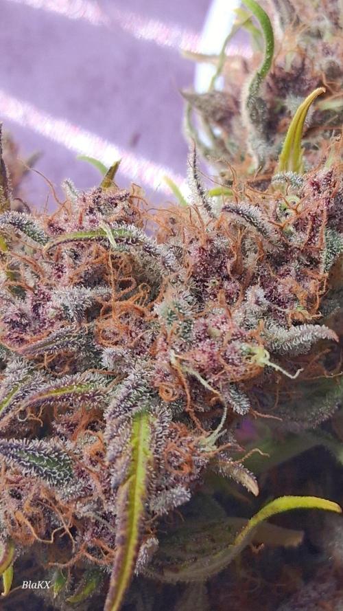 Banana Purpel Punsh Organisch mit EPN. Week 9