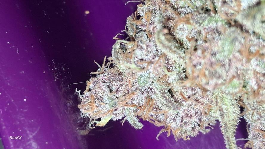 Banana Purpel Punsh Organisch mit EPN. Week 9