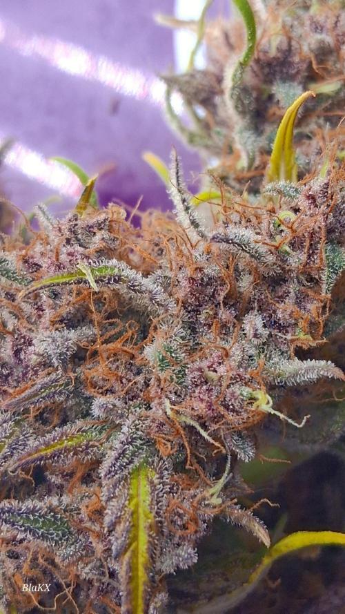 Banana Purpel Punsh Organisch mit EPN. Week 9