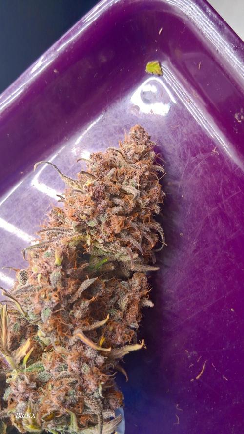 Banana Purpel Punsh Organisch mit EPN. Week 9