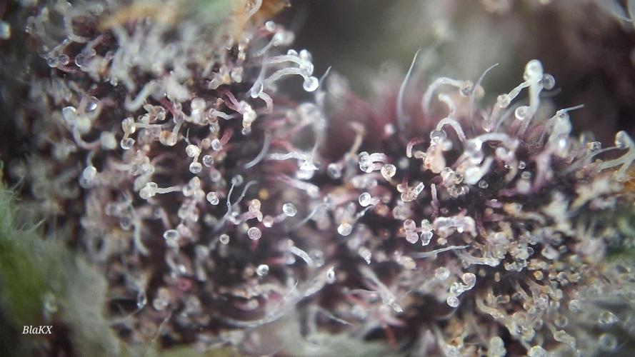 Banana Purpel Punsh Organisch mit EPN. Week 9