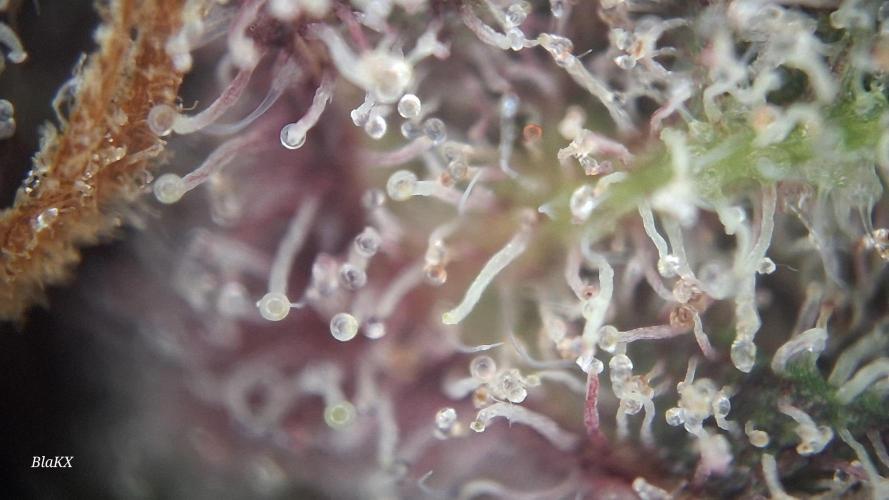 Banana Purpel Punsh Organisch mit EPN. Week 9