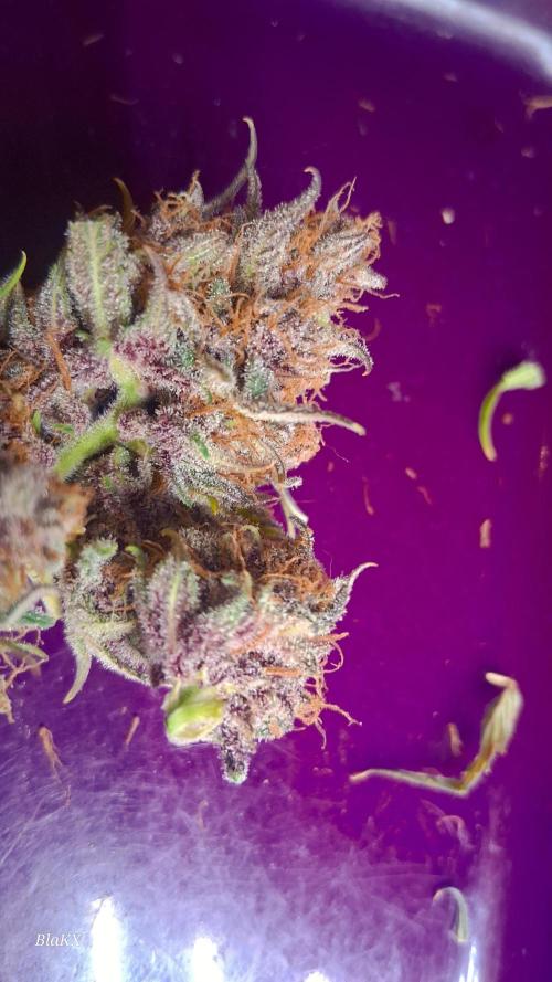 Banana Purpel Punsh Organisch mit EPN. Week 9