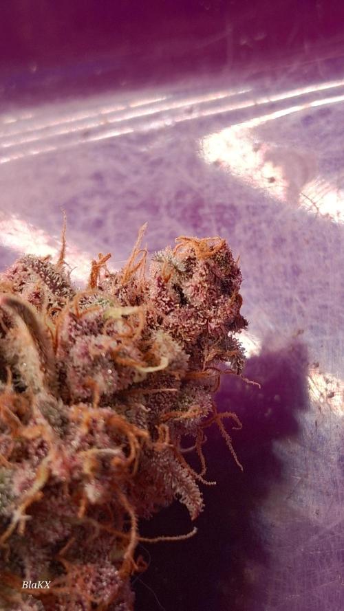 Banana Purpel Punsh Organisch mit EPN. Week 9