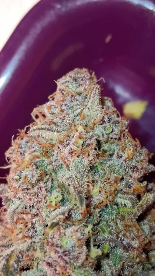 Banana Purpel Punsh Organisch mit EPN