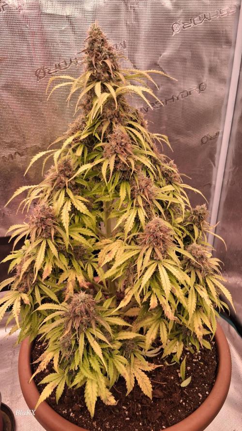 Auto BlaKX Opium. Week 11