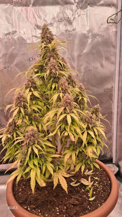 Auto BlaKX Opium. Week 11